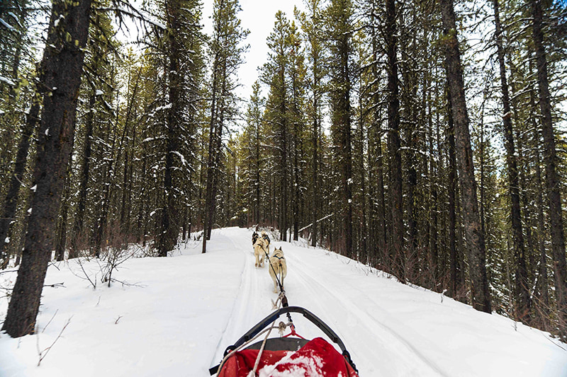 dog sledding in pal arinsal